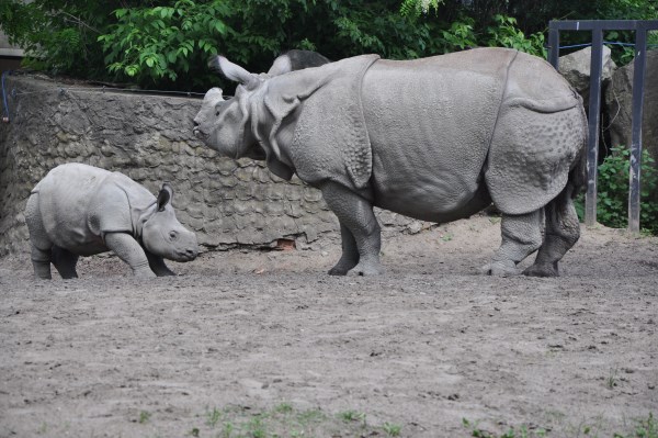 Byś - nosorożec, który urodził się w warszawskim zoo