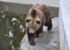 Niedźwiedź brunatny - jeden z bardziej aktywnych mieszkańców warszawskiego zoo