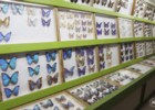 Piękny żywot motyla czyli... Muzeum Motyli w Bochni