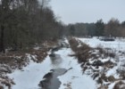 Kanał Zaborowski - dobre miejsce do zaobserwowania skutków działania bobrów.