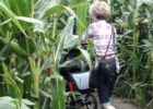 Z wózkiem przez labirynt kukurydziany