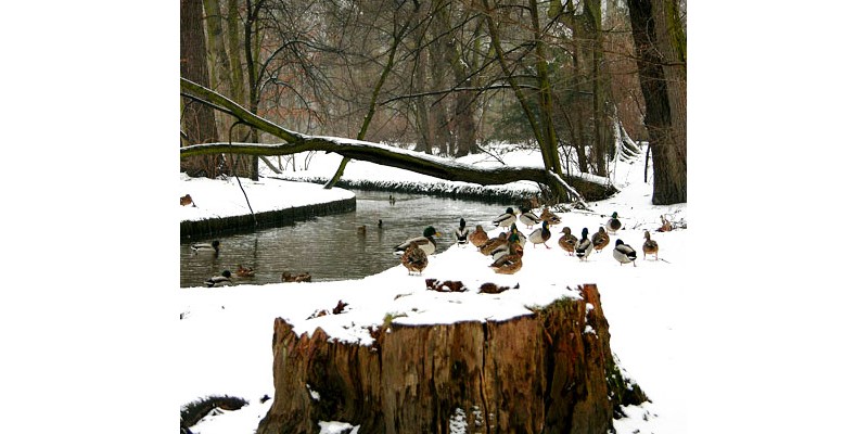 Zima w Parku Wilanowskim - warsztaty przyrodnicze dla rodzin z dziećmi