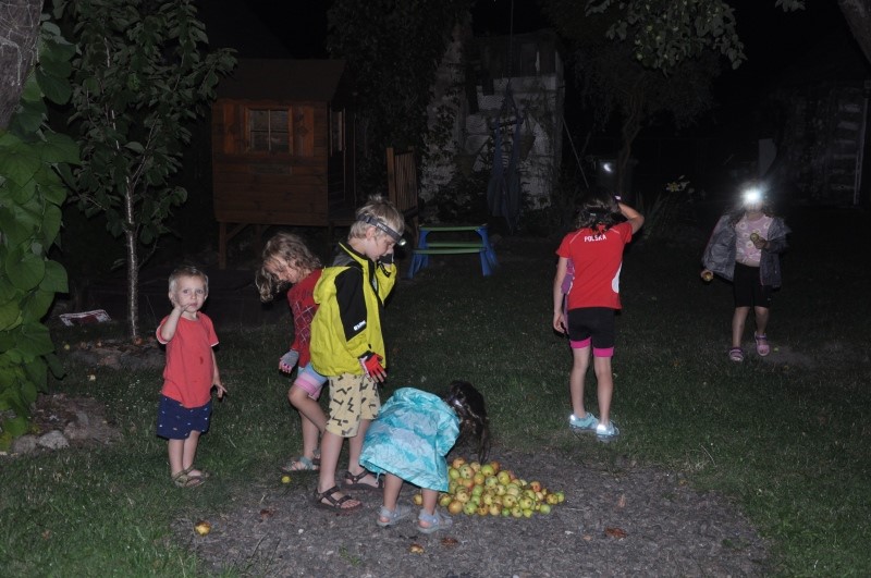 Nocne zbieranie owoców dla zwierząt