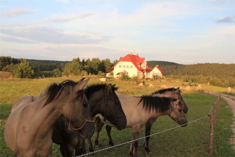 Koniki polskie w gospodarstwie